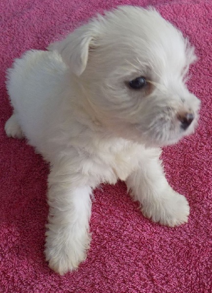 Du Grand Camille - Chiots disponibles - West Highland White Terrier