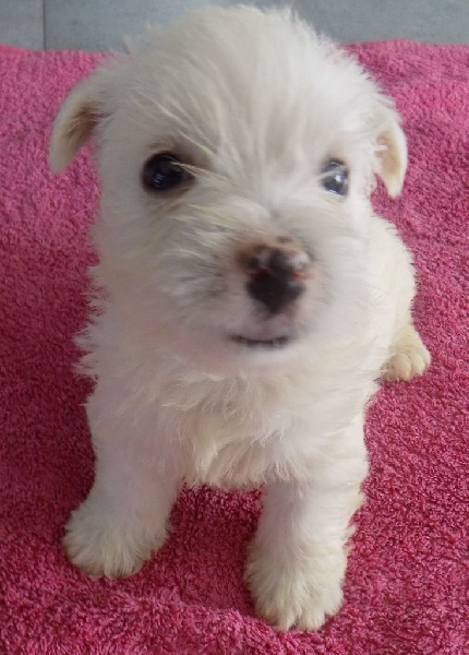 Du Grand Camille - Chiots disponibles - West Highland White Terrier